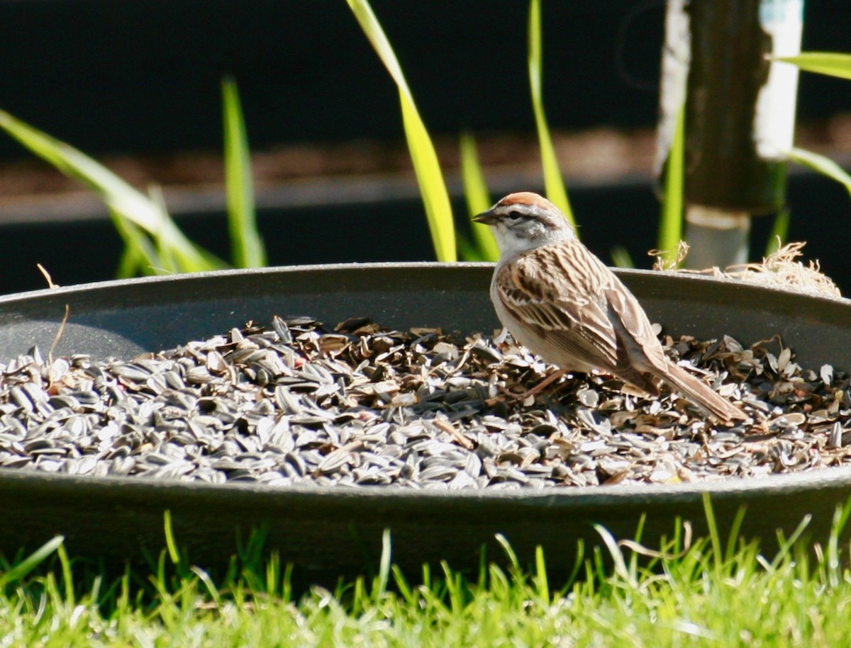 Chipping Sparrow - ML618290793