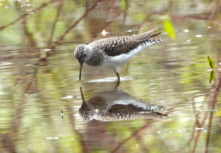 Solitary Sandpiper - Terry Ansel