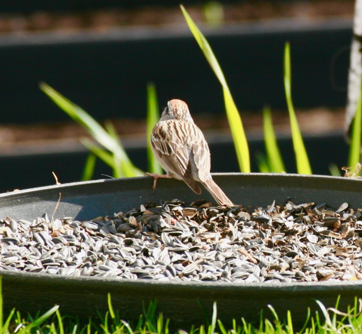 Chipping Sparrow - Renee Coon
