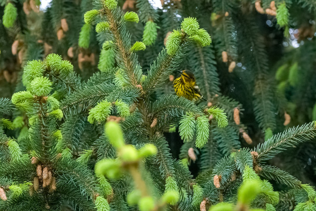 Cape May Warbler - ML618290802