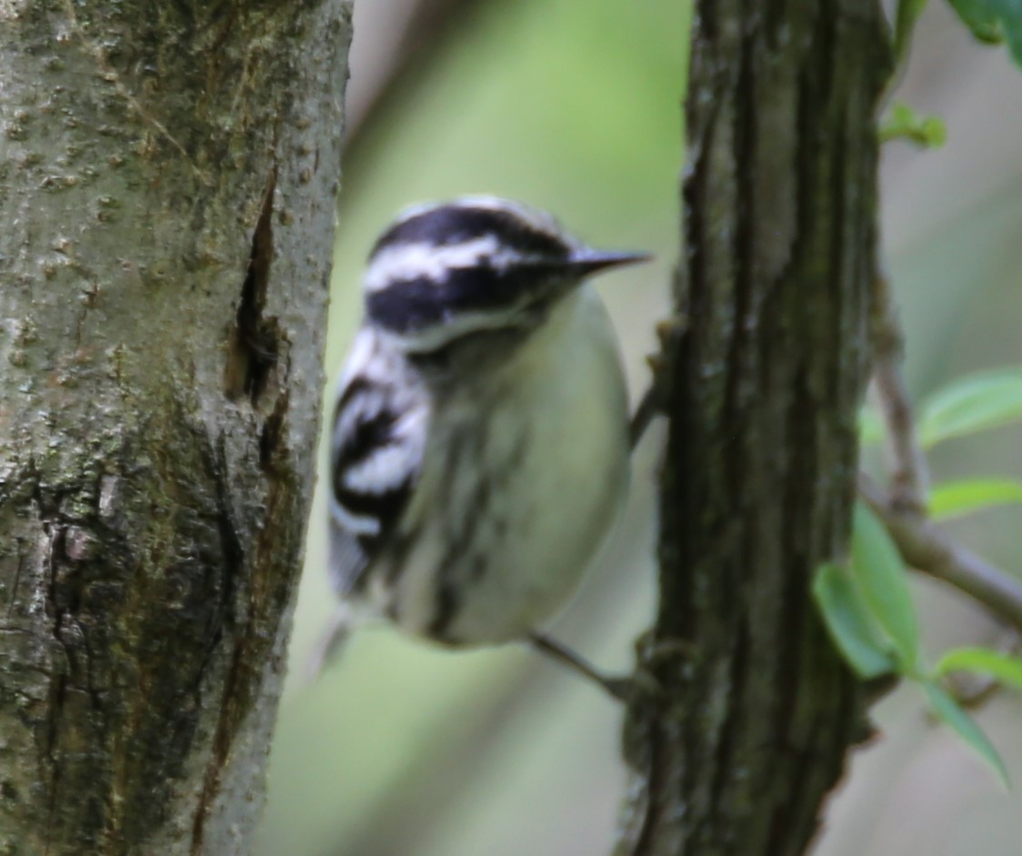 Black-and-white Warbler - ML618290804