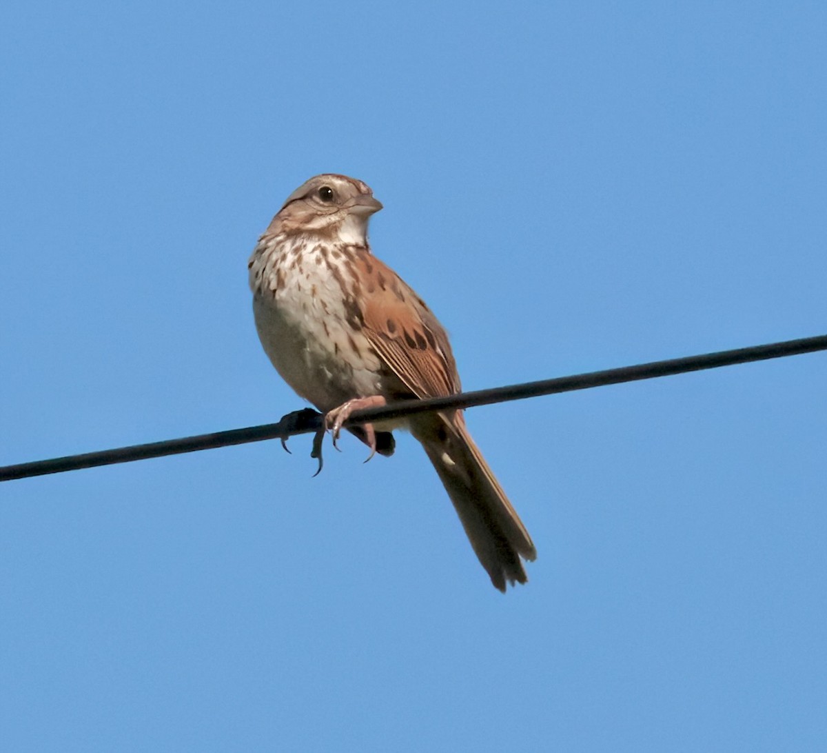 Song Sparrow - Greg Plowman