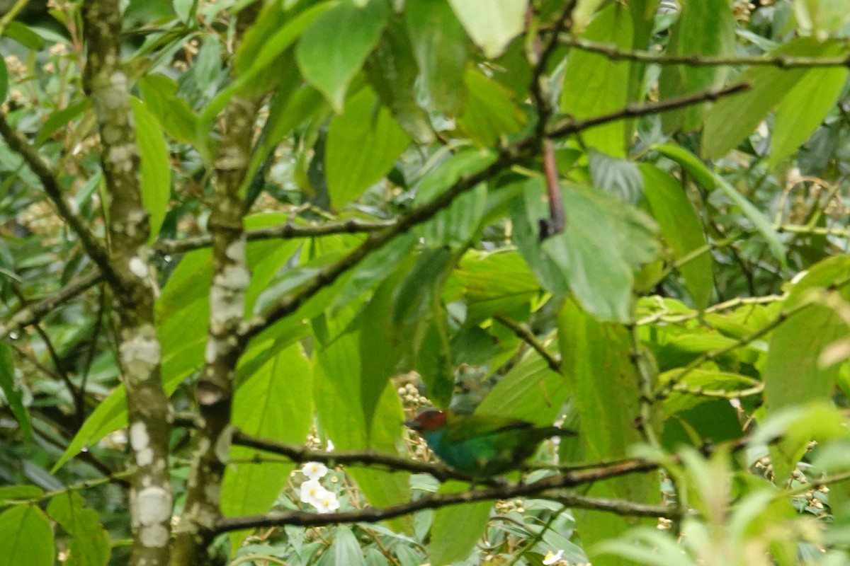 Bay-headed Tanager - ML618290818