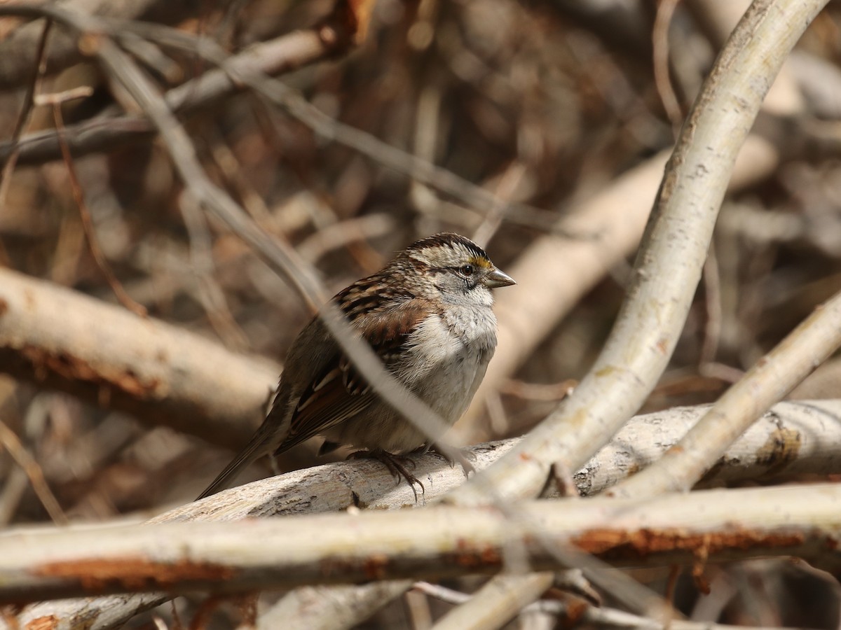 White-throated Sparrow - ML618290820