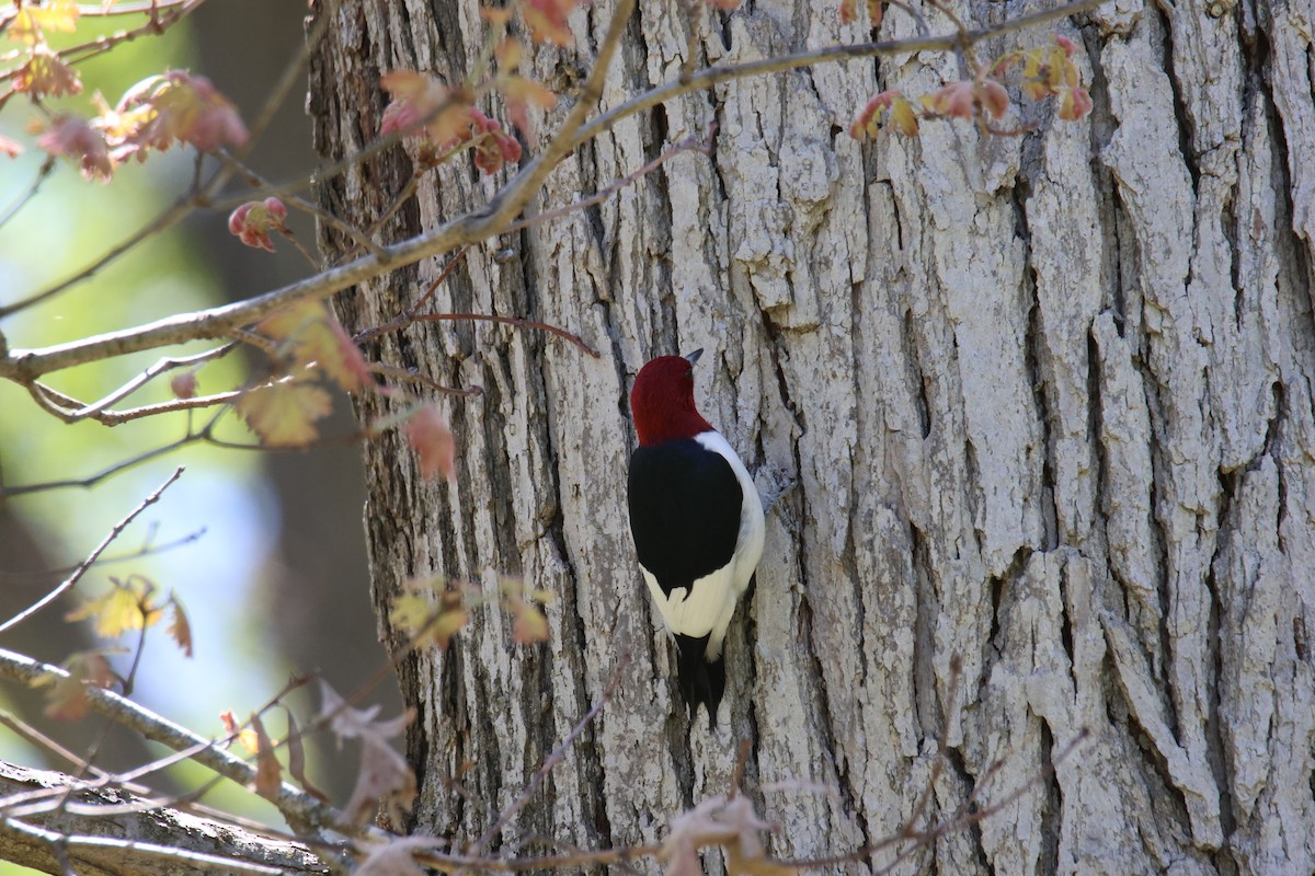Red-headed Woodpecker - Kathryn Deetz 🦢