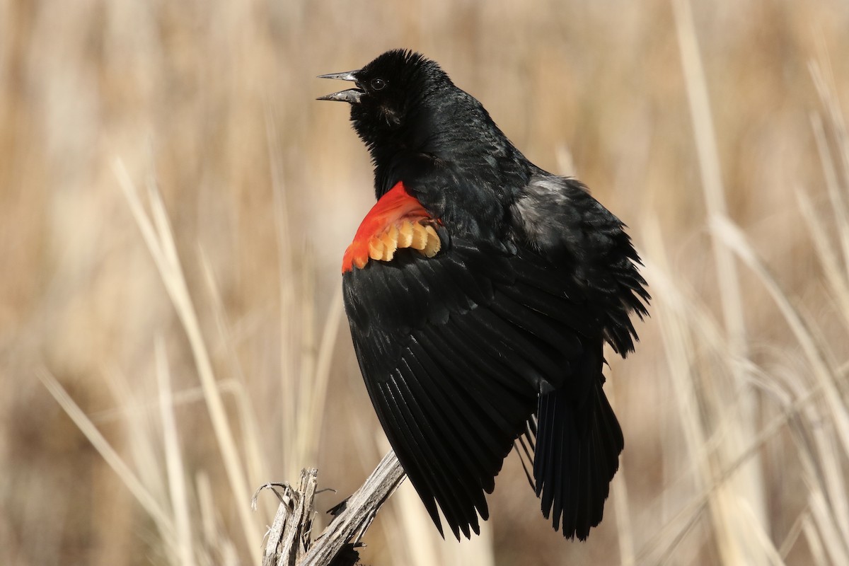 Red-winged Blackbird - ML618290853