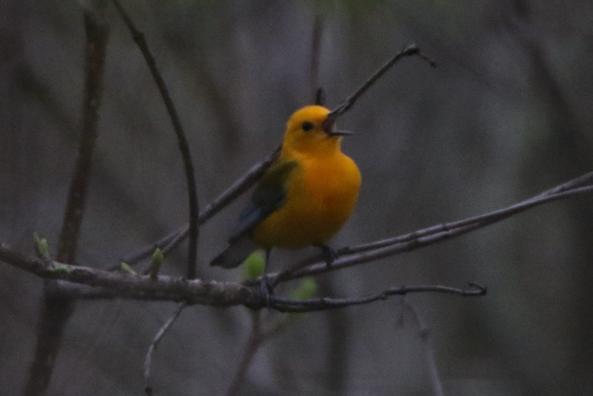 Prothonotary Warbler - ML618290872