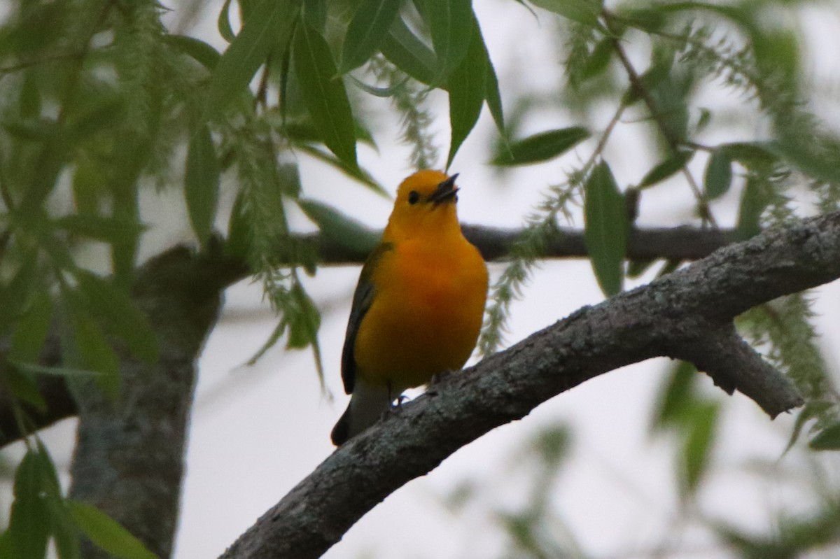 Prothonotary Warbler - ML618290873