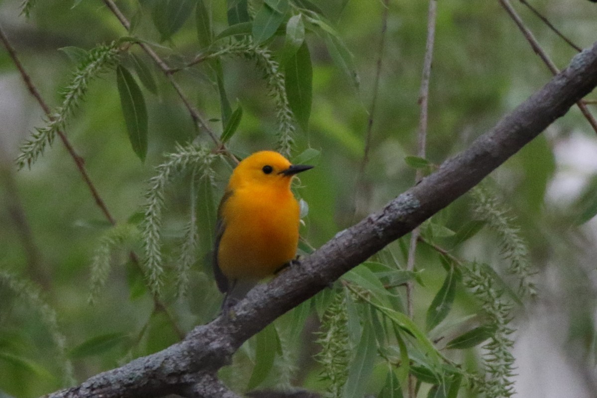 Prothonotary Warbler - ML618290874