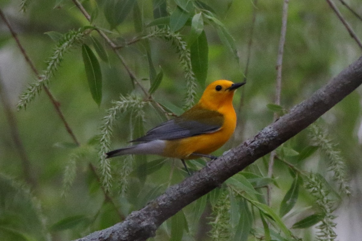 Prothonotary Warbler - ML618290875