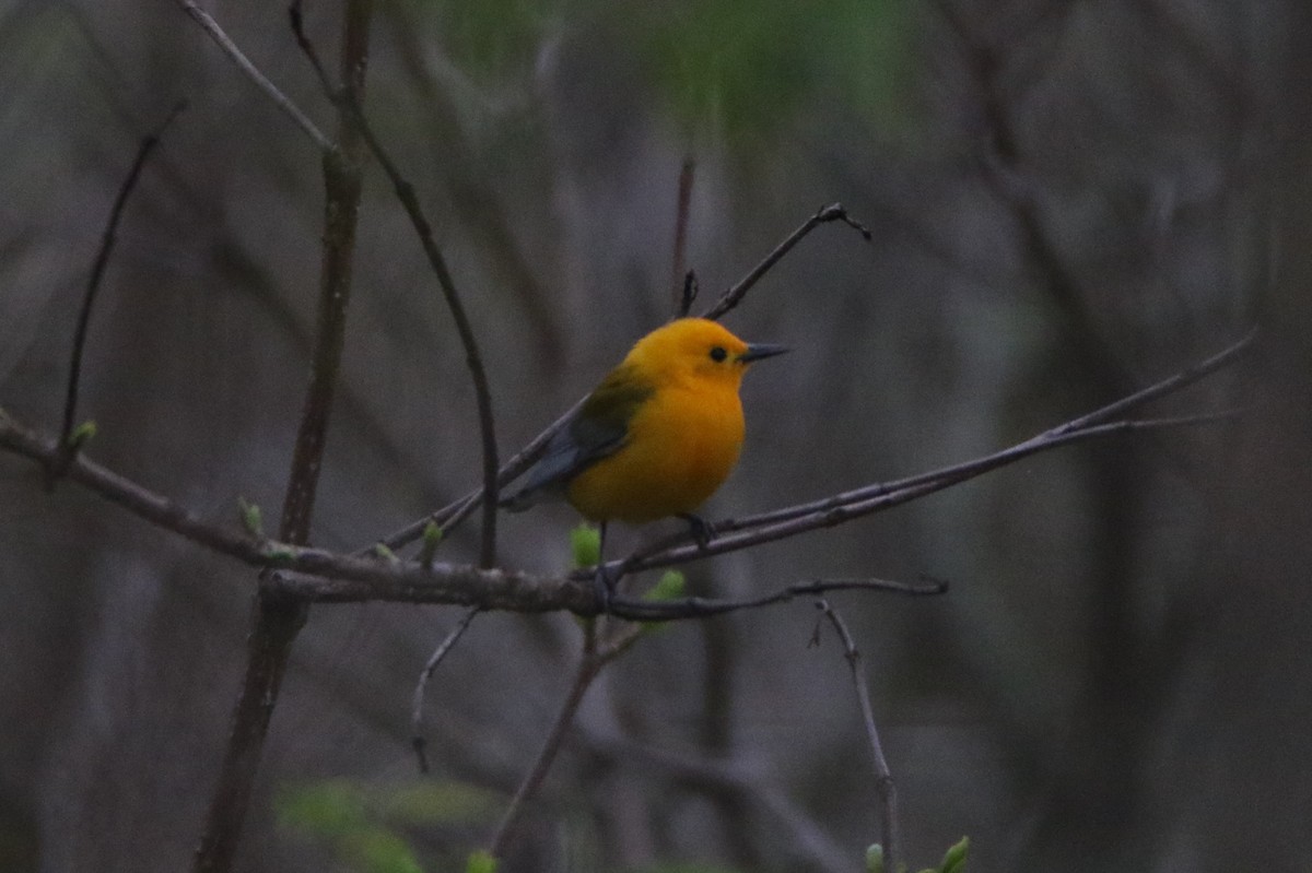 Prothonotary Warbler - ML618290876