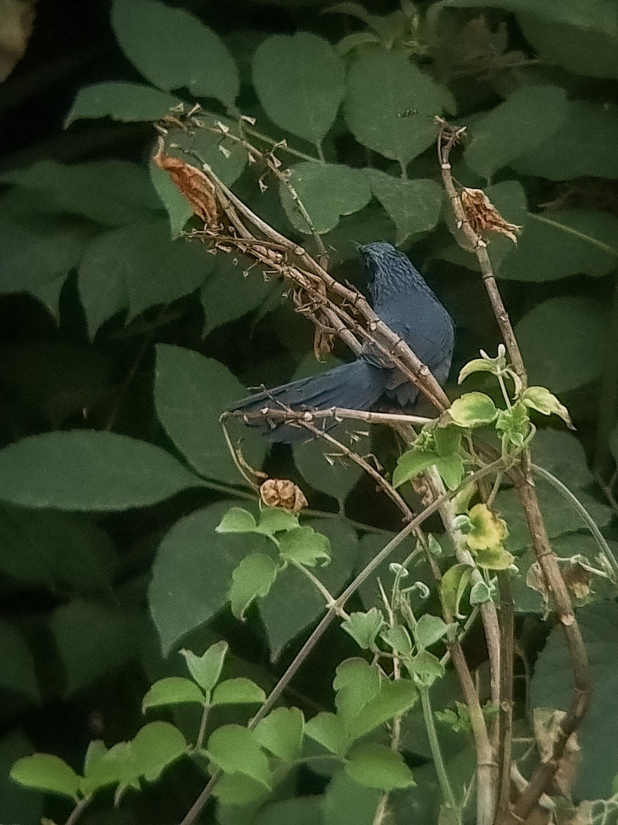 Blue Mockingbird - ML618290928