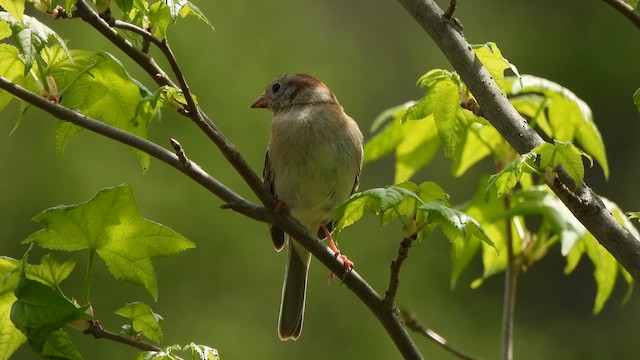 Field Sparrow - ML618290945