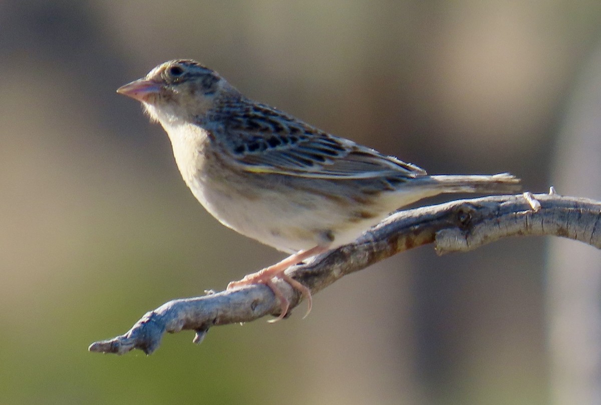 Grasshopper Sparrow - ML618290950