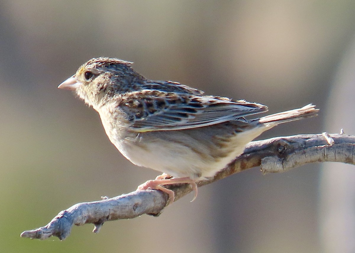 Grasshopper Sparrow - Don Witter