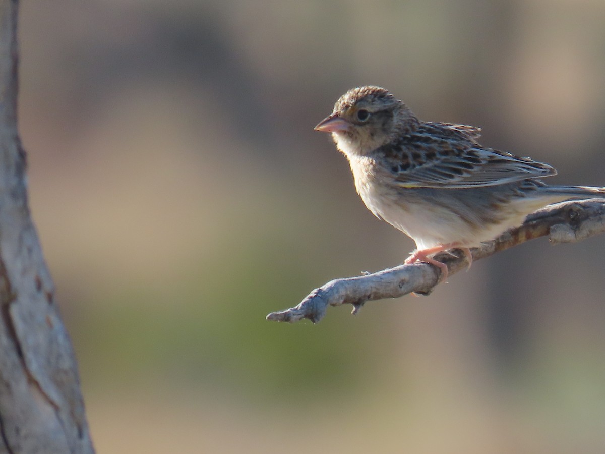 Grasshopper Sparrow - ML618290952