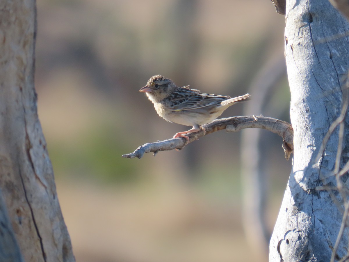Grasshopper Sparrow - ML618290953