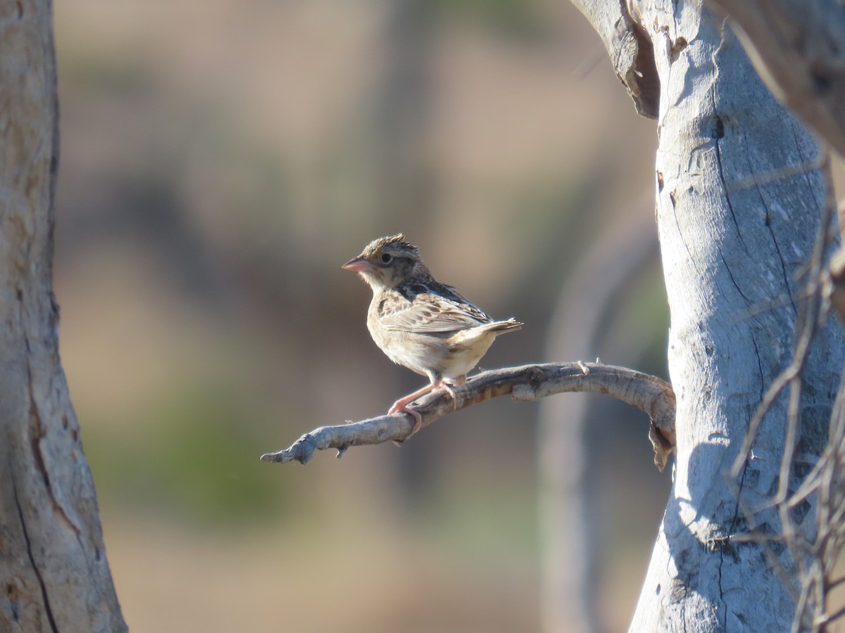 Grasshopper Sparrow - ML618290954