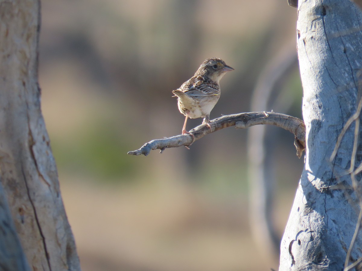 Grasshopper Sparrow - Don Witter