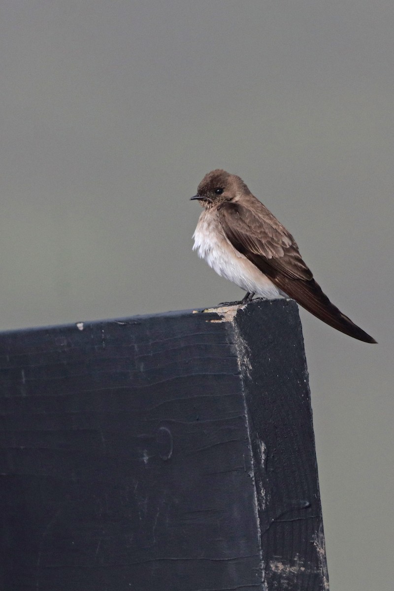 Northern Rough-winged Swallow - ML618290983