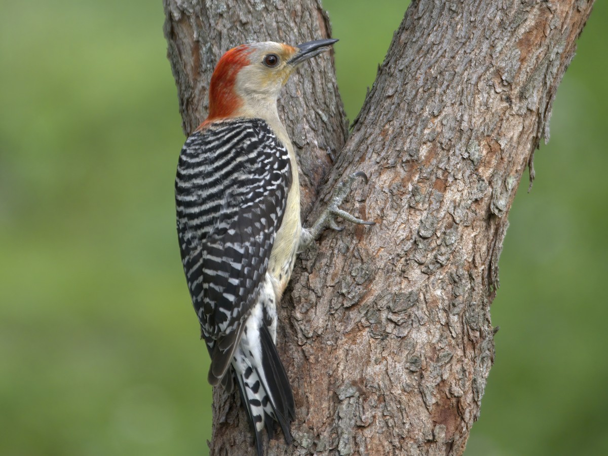 Red-bellied Woodpecker - Justin Kolakowski