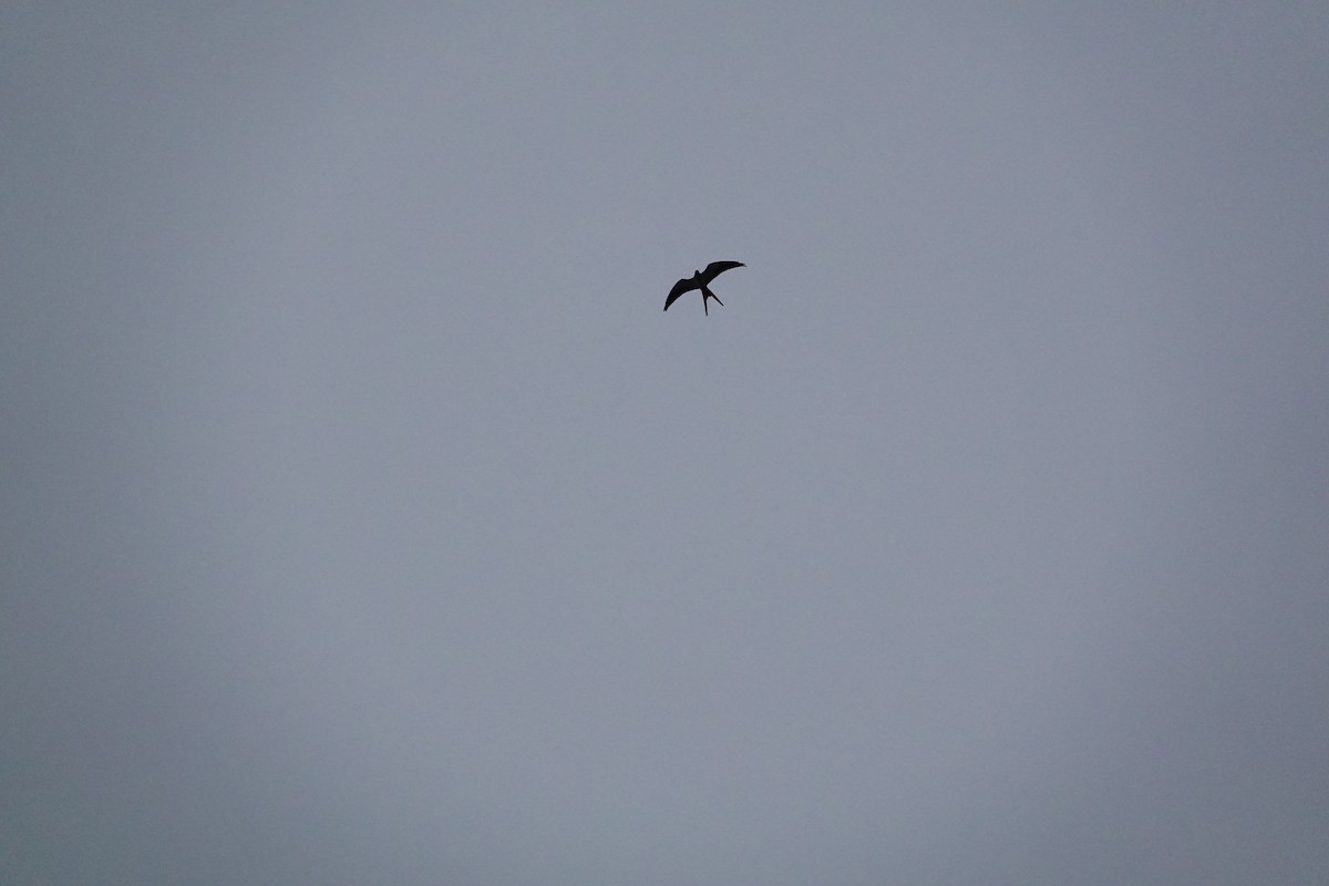 Swallow-tailed Kite - ML618291093