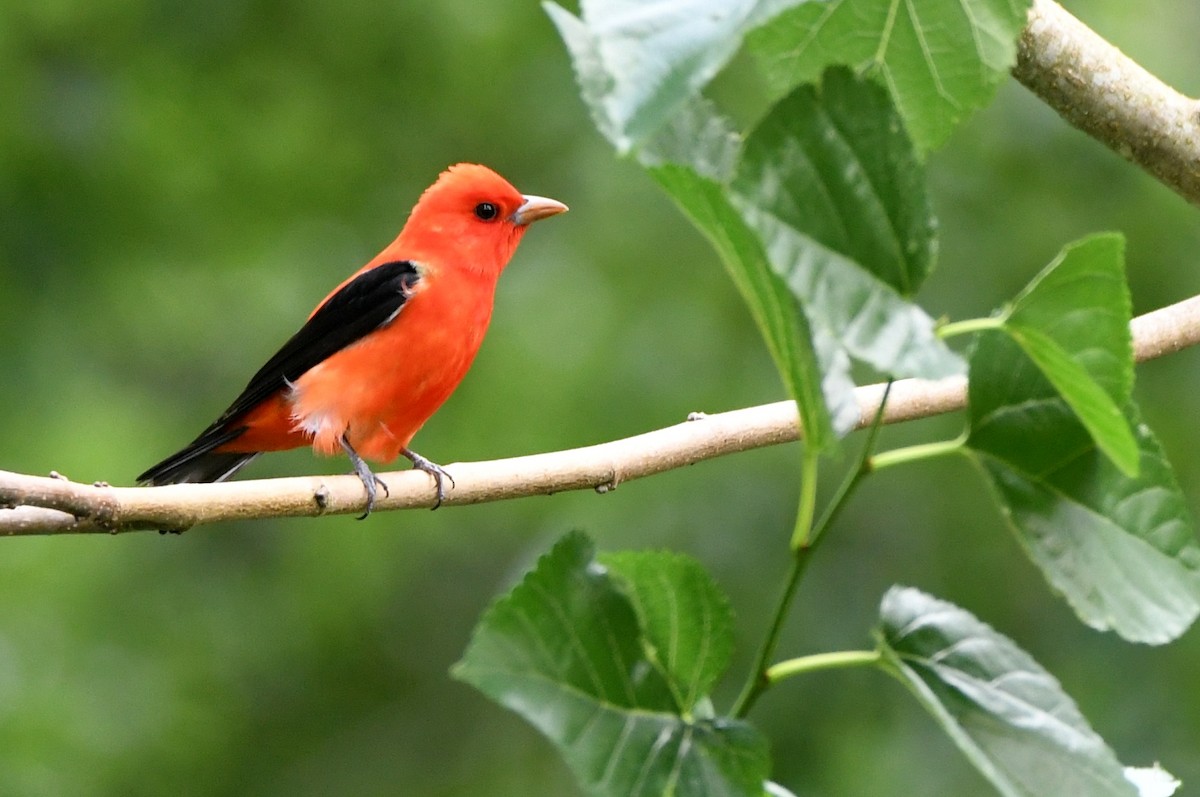 Scarlet Tanager - ML618291101