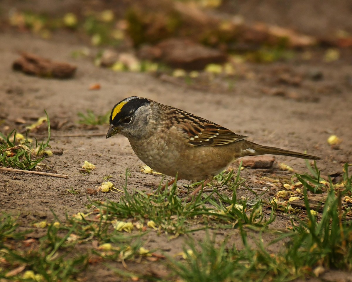 Golden-crowned Sparrow - Patricia Goldberg