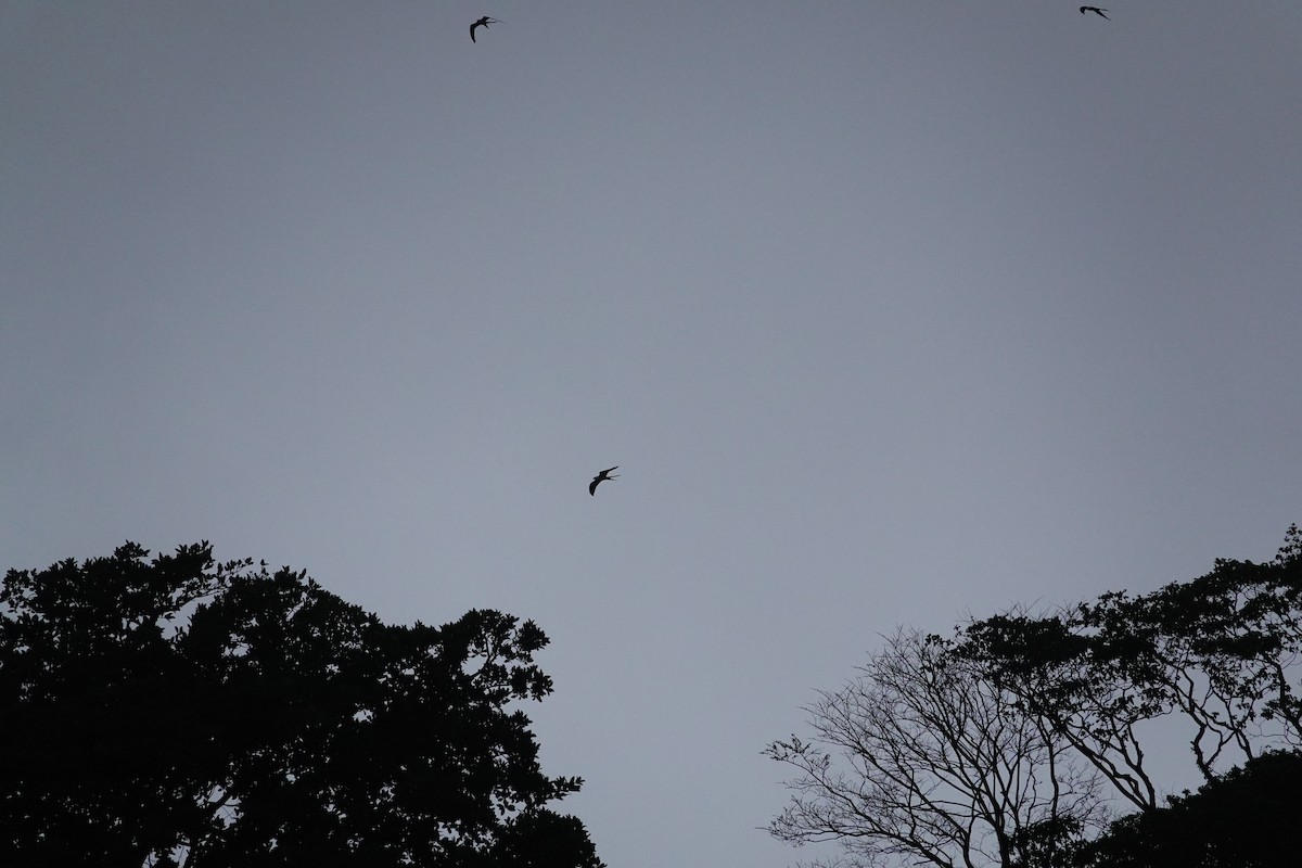 Swallow-tailed Kite - ML618291112