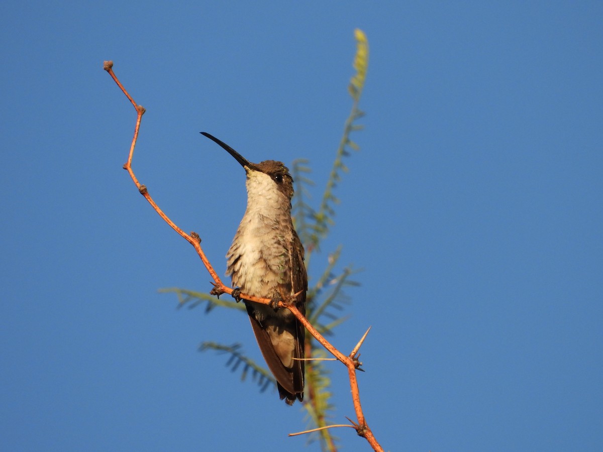 kolibřík cerradový - ML618291118