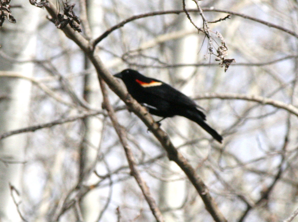 Red-winged Blackbird - ML618291142
