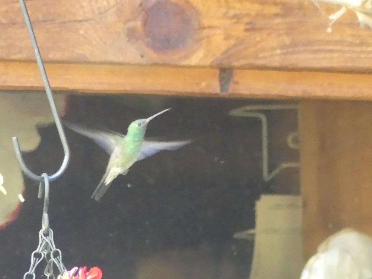 Berylline Hummingbird - ML618291221