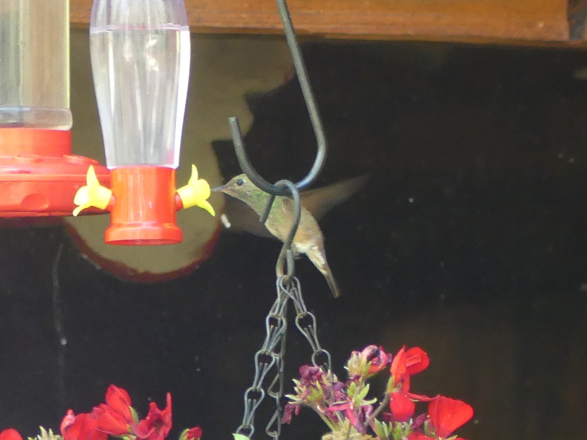 Berylline Hummingbird - ML618291222