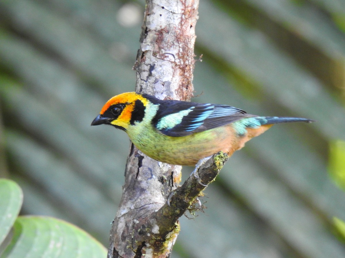 Flame-faced Tanager - ML618291245
