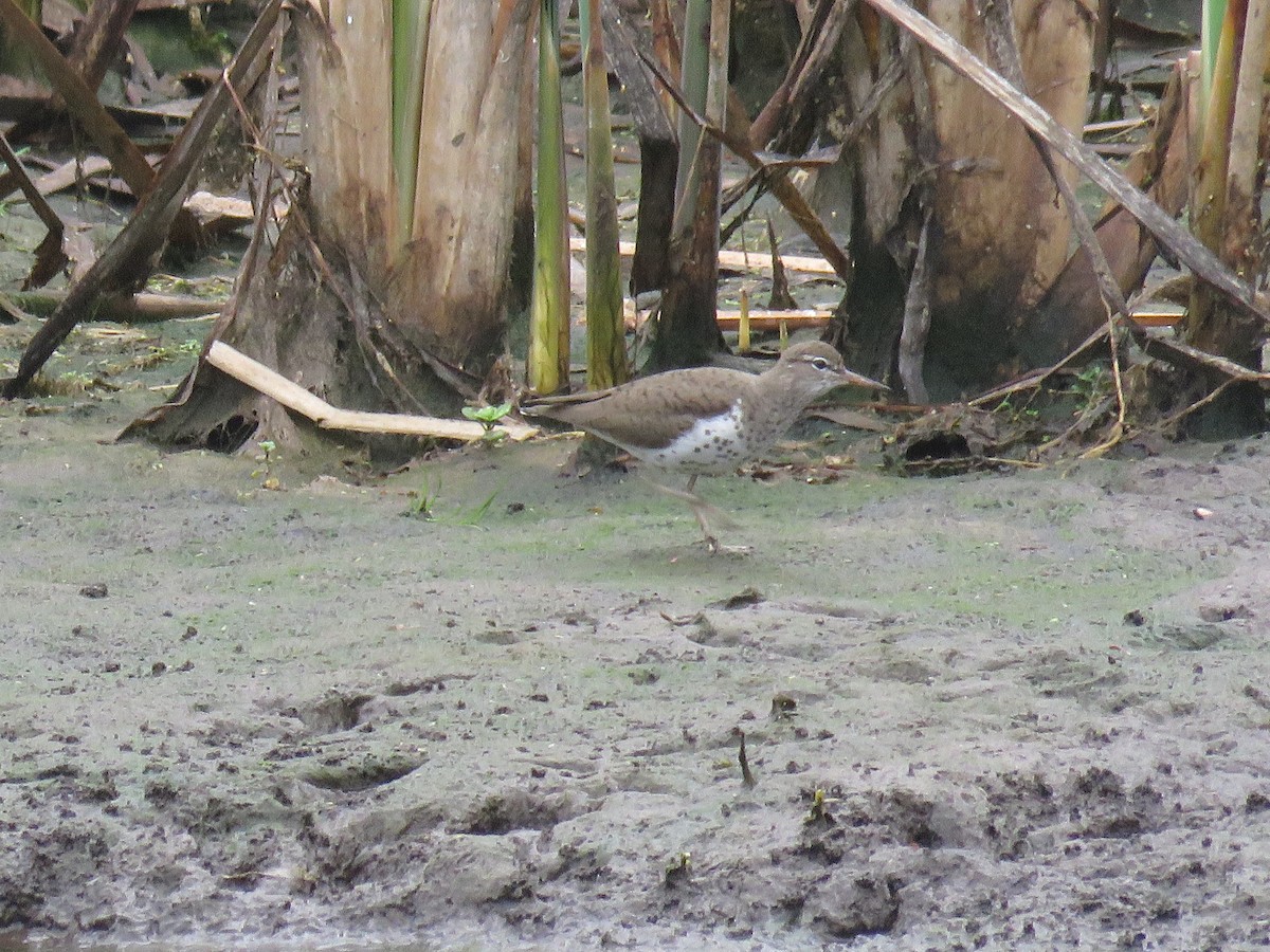 Spotted Sandpiper - d w