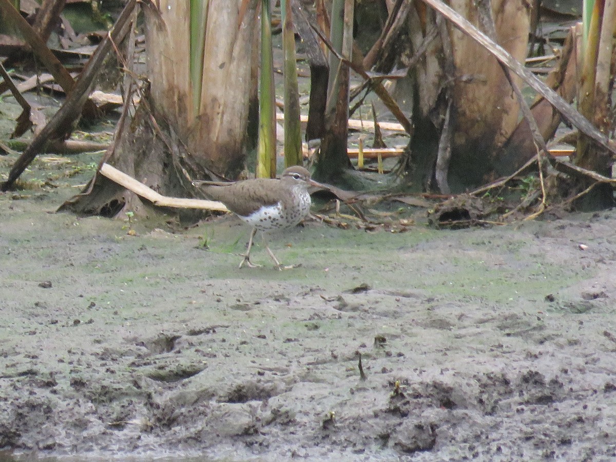 Spotted Sandpiper - d w