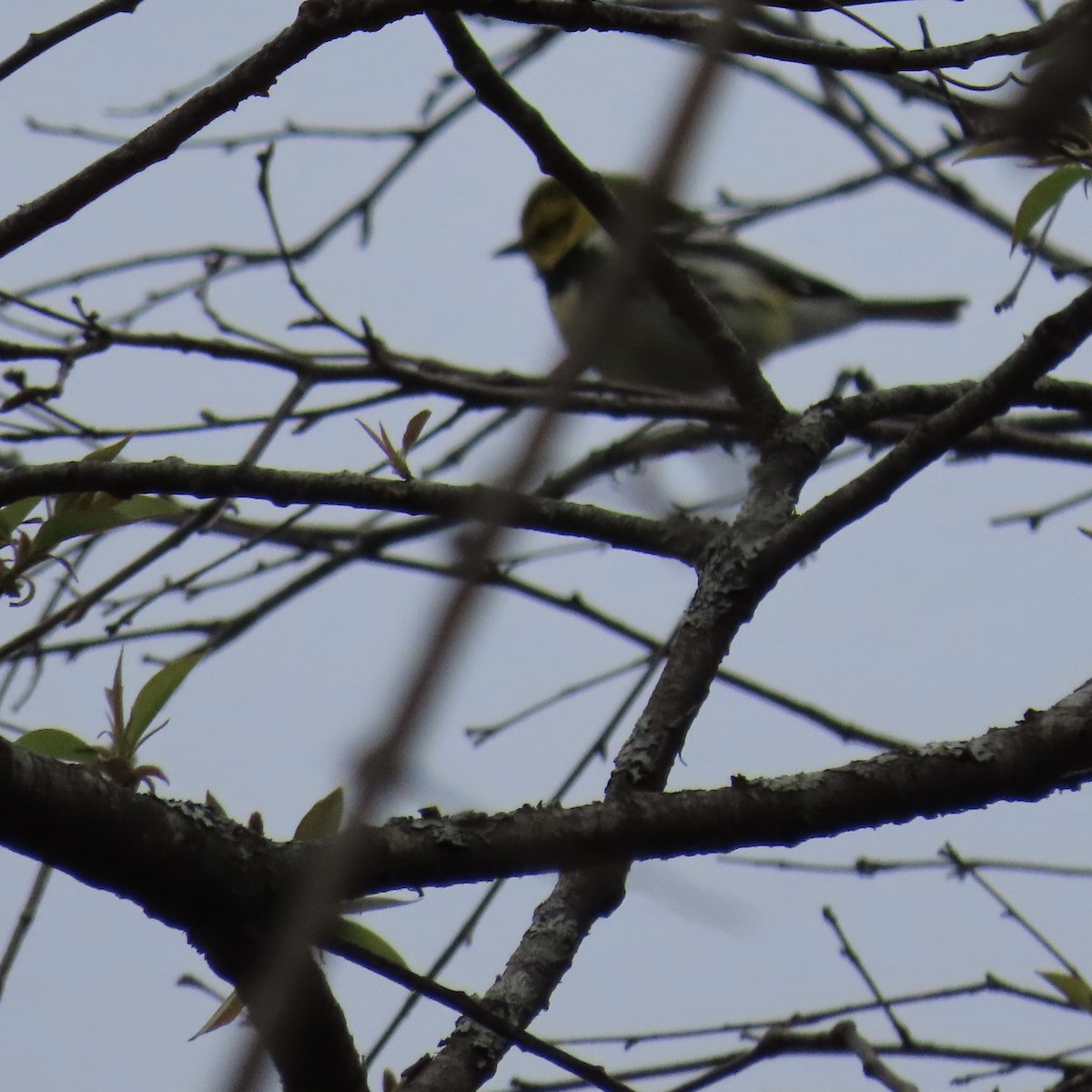Black-throated Green Warbler - ML618291280
