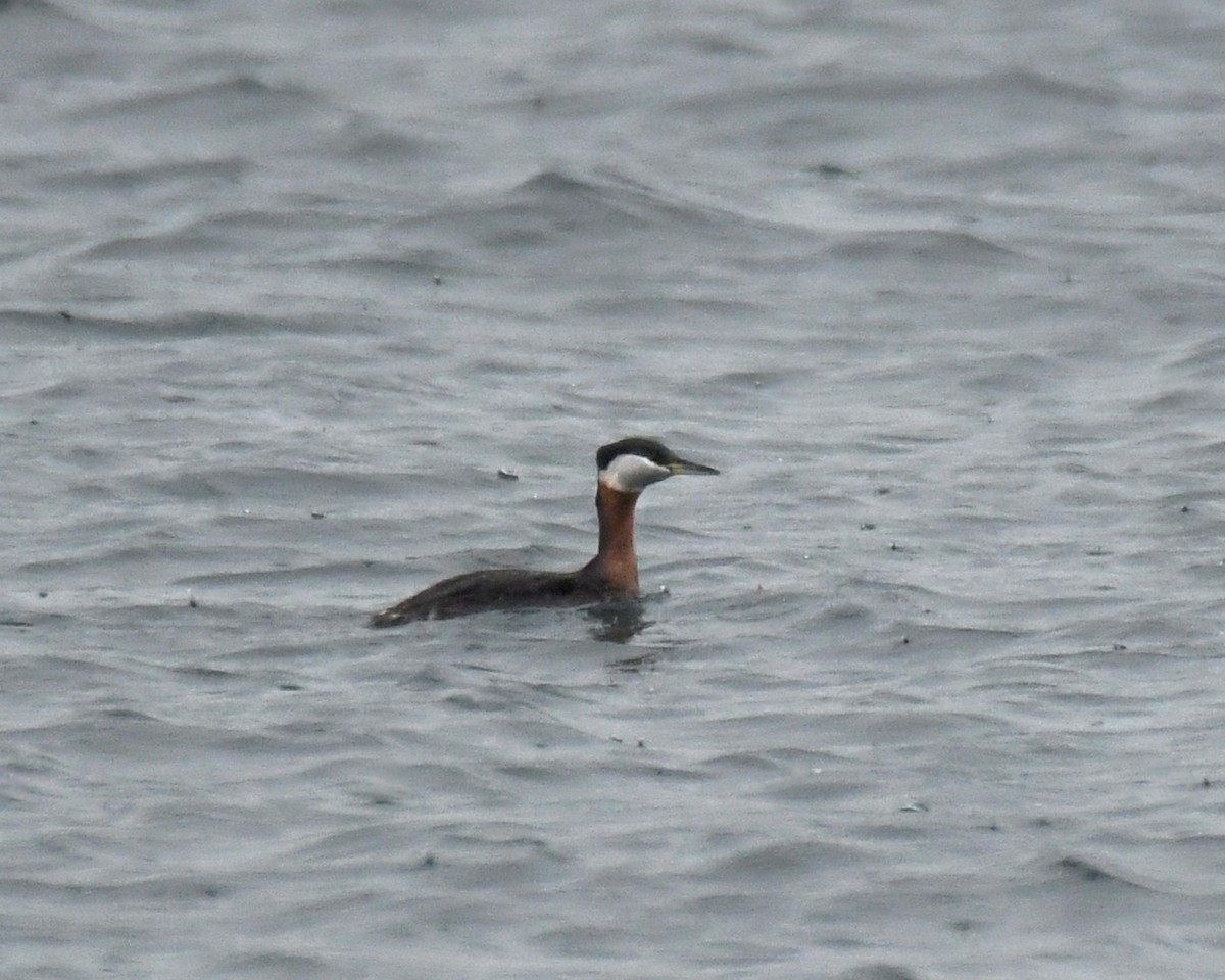 Red-necked Grebe - ML618291294