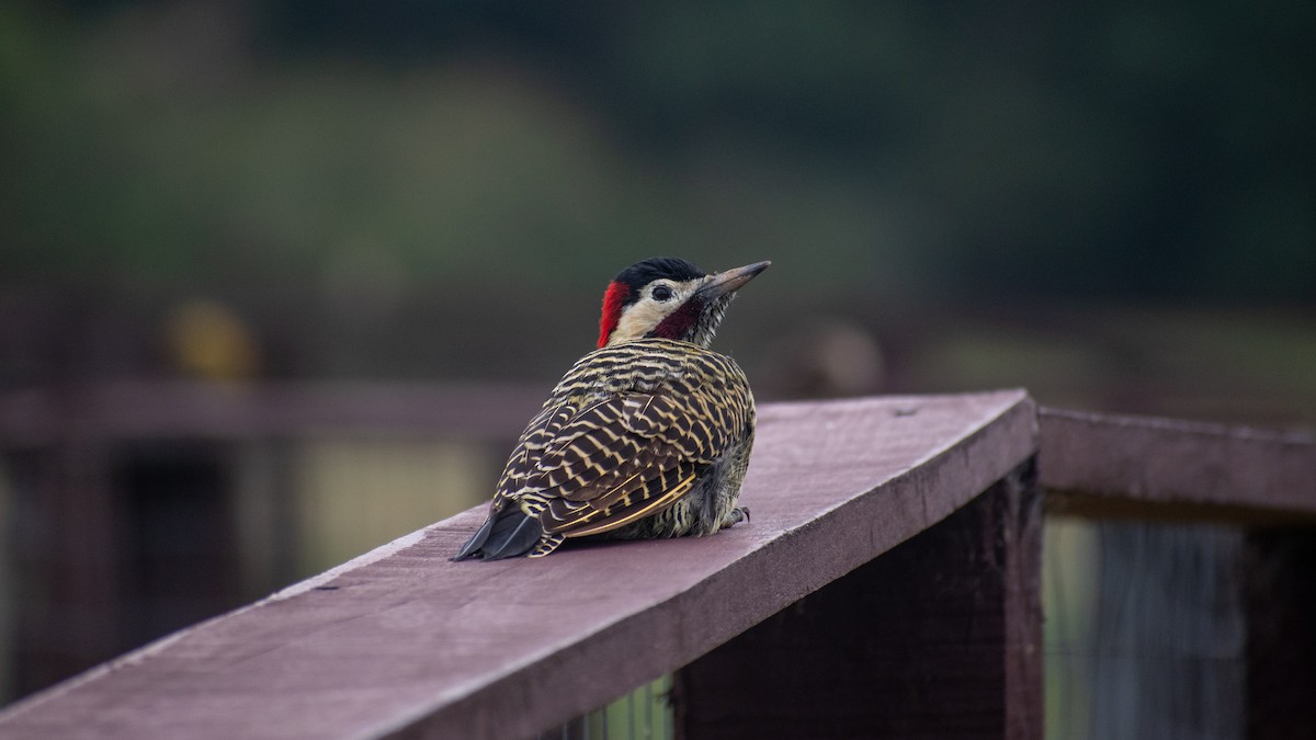 Green-barred Woodpecker - Ludmila Berrueta