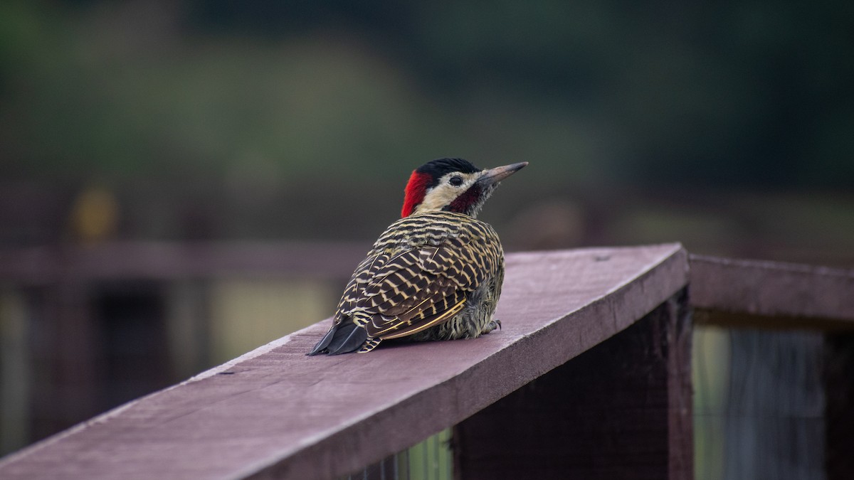 Green-barred Woodpecker - Ludmila Berrueta