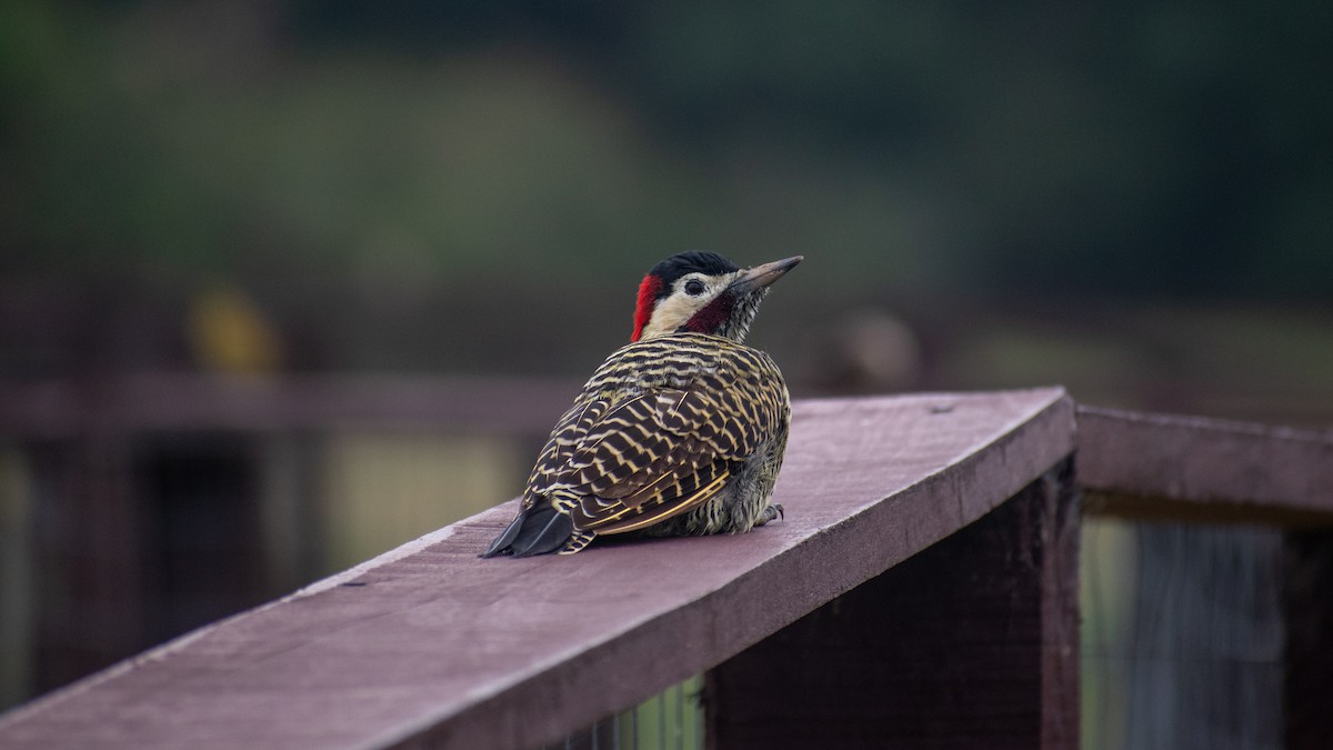 Green-barred Woodpecker - ML618291307