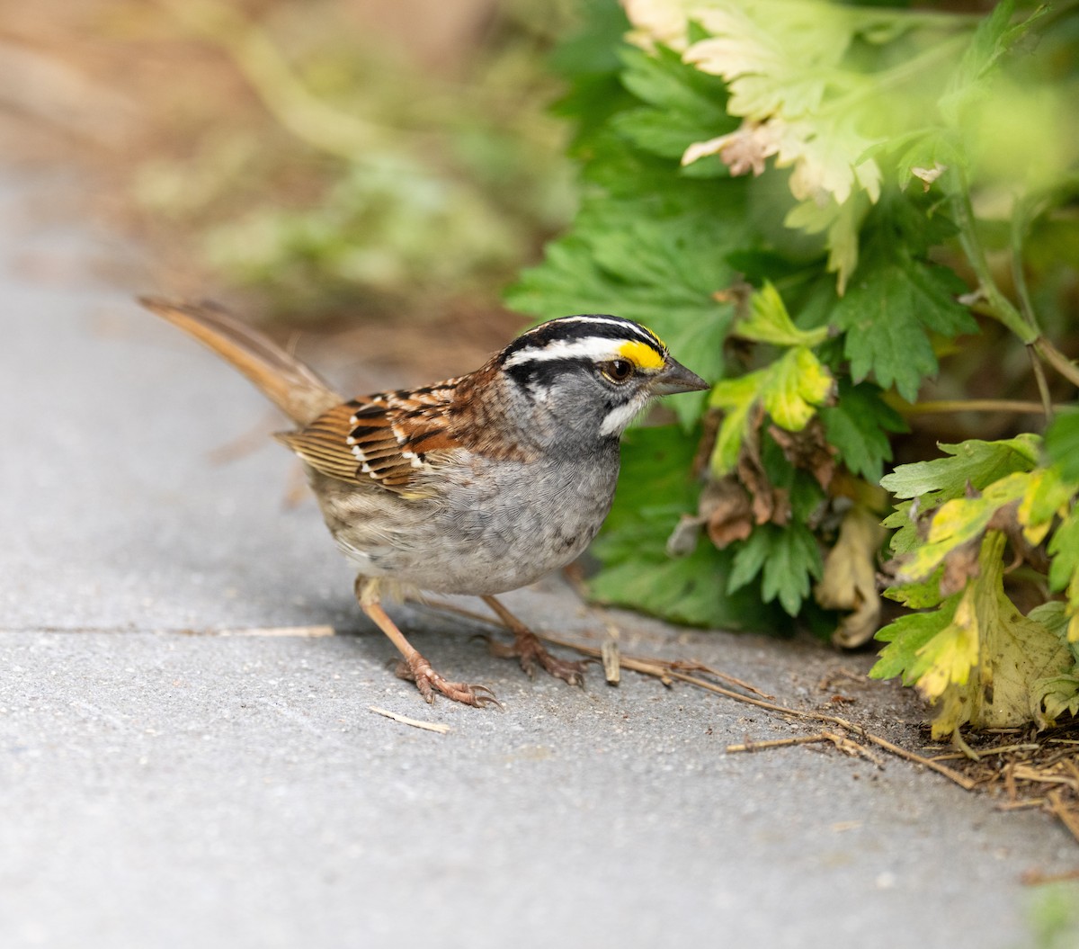White-throated Sparrow - Scott Murphy