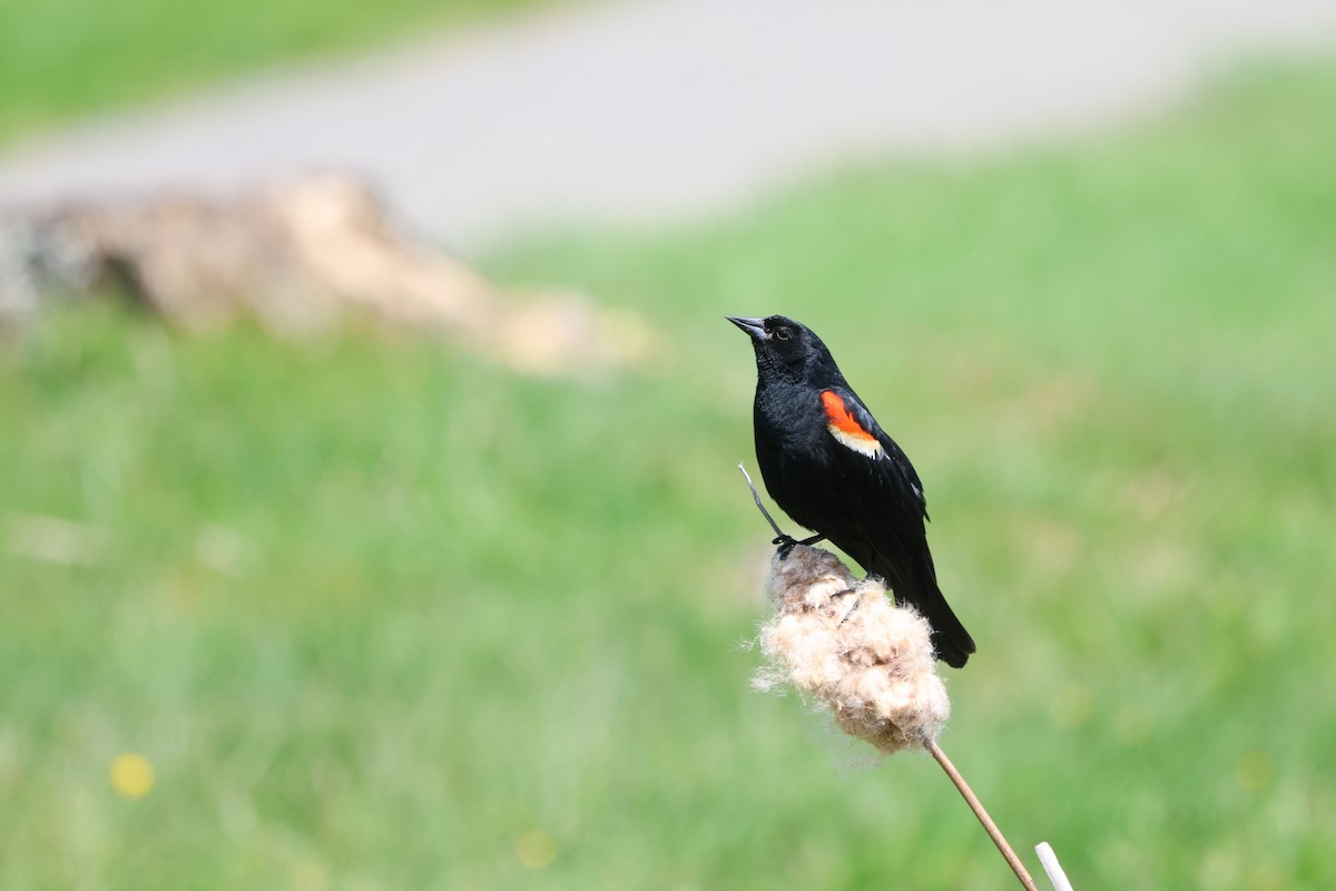 Red-winged Blackbird - Ezra H