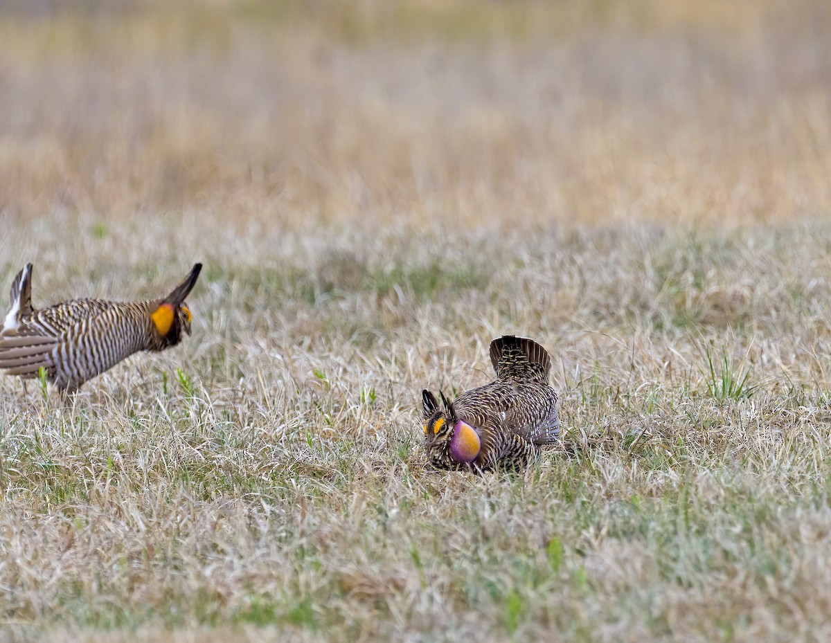 Sharp-tailed Grouse x Greater Prairie-Chicken (hybrid) - Tom Gilde