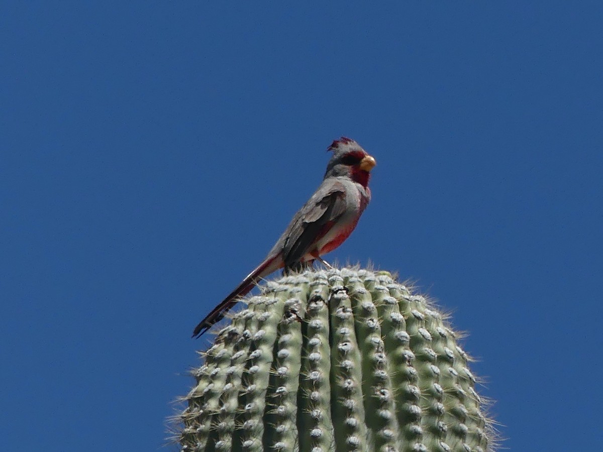 Arizona Kardinalı - ML618291346