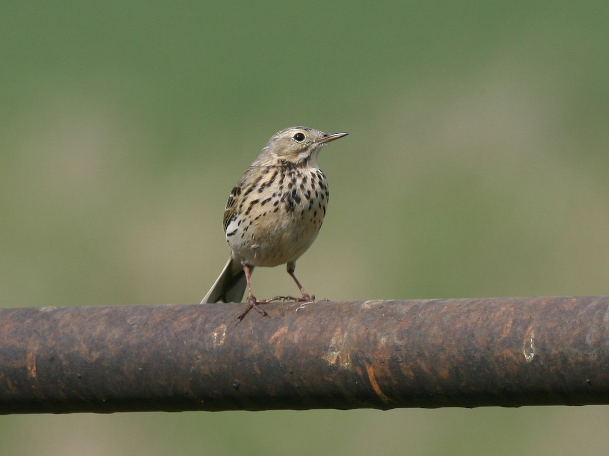 Meadow Pipit - ML618291376