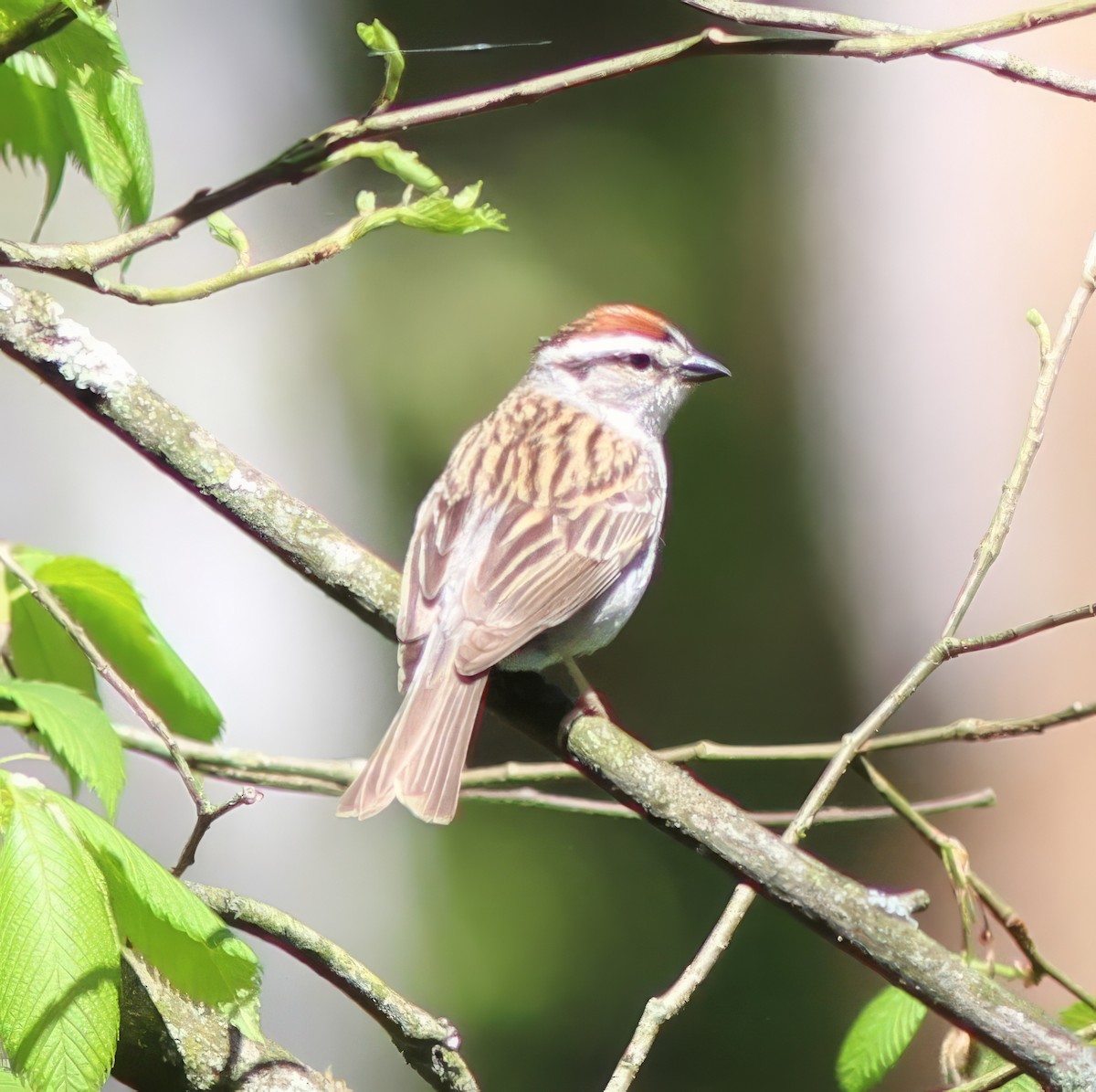 Chipping Sparrow - ML618291383