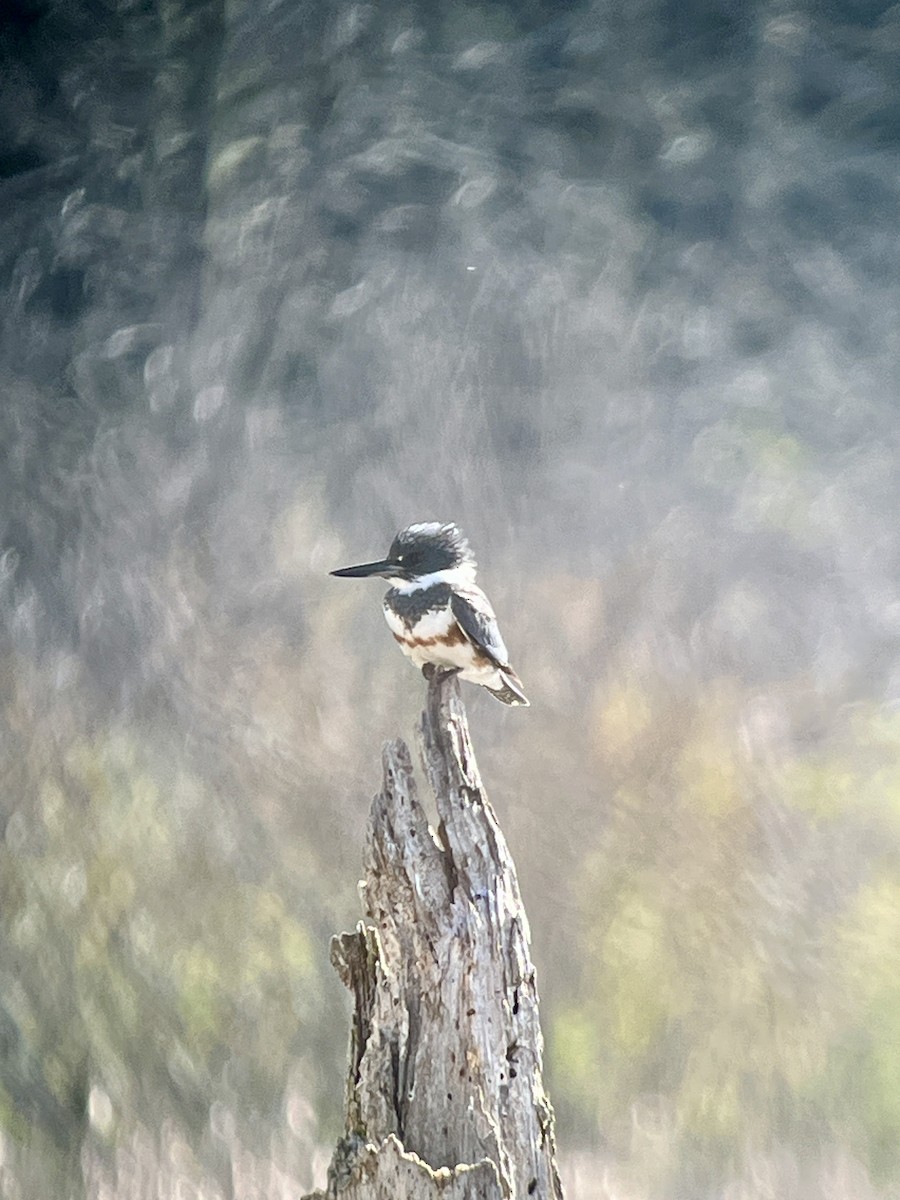 Belted Kingfisher - Dan Scheiman