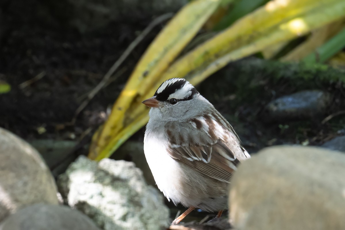 White-crowned Sparrow (Dark-lored) - ML618291428