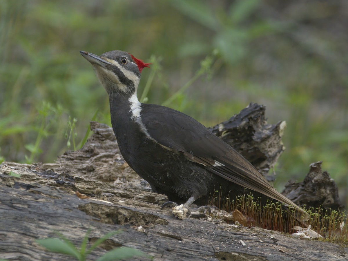 Pileated Woodpecker - ML618291441